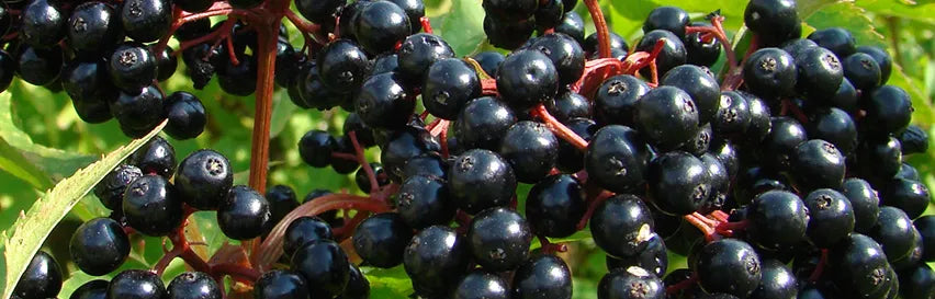 ingredient-image