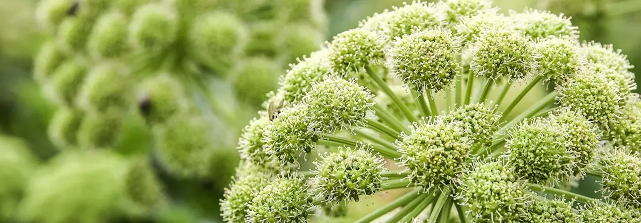 ingredient-image