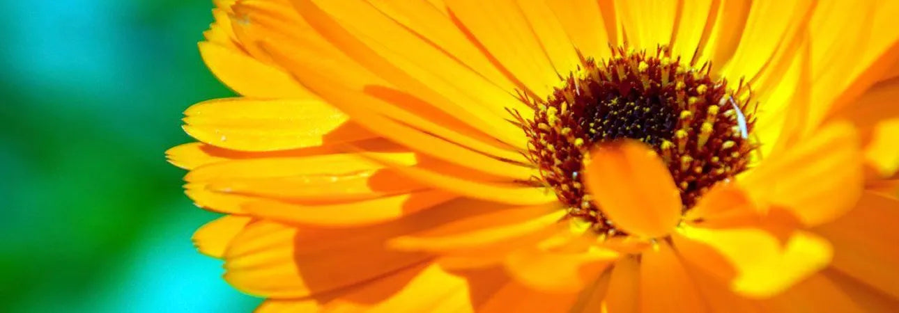 ingredient-image