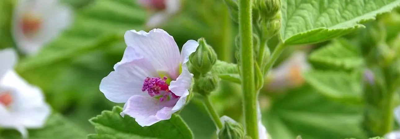 ingredient-image