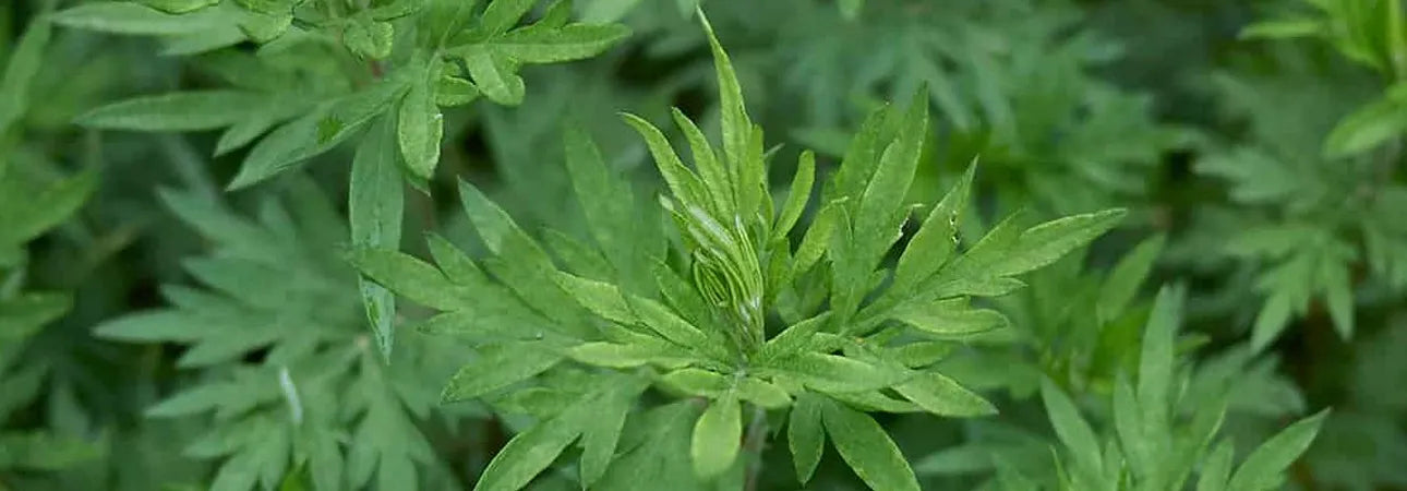 ingredient-image