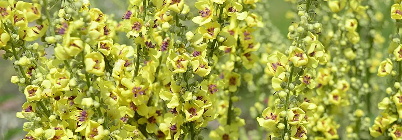 ingredient-image