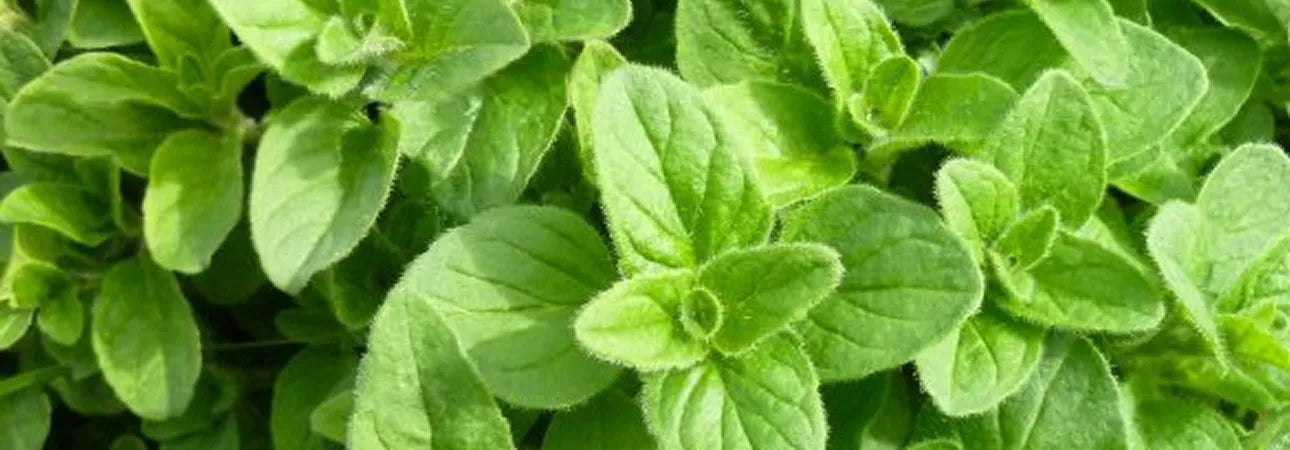 ingredient-image