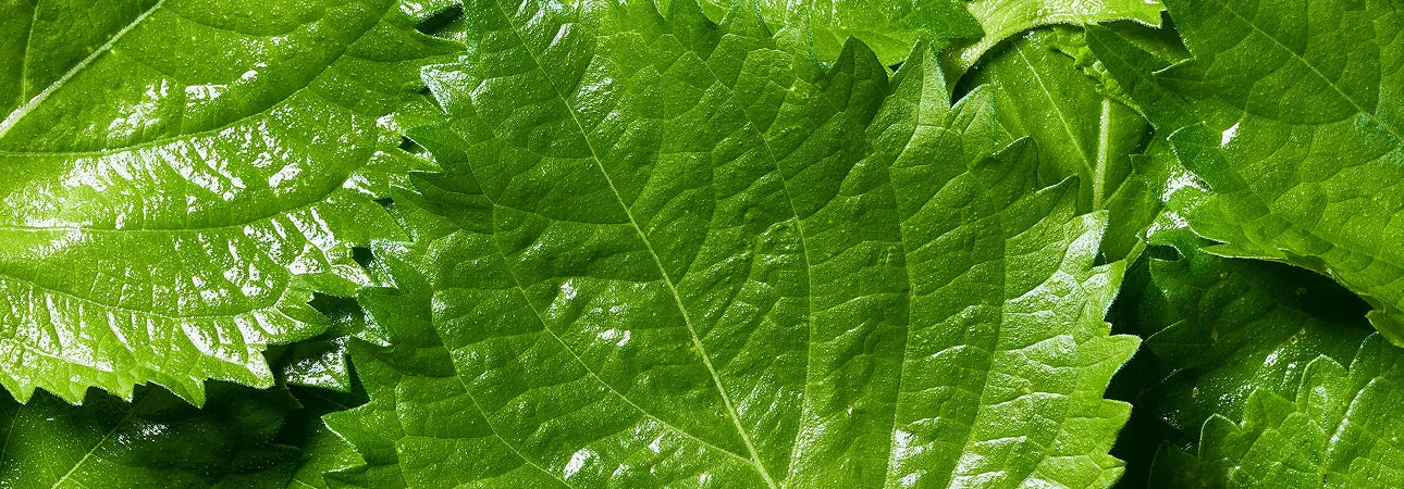ingredient-image