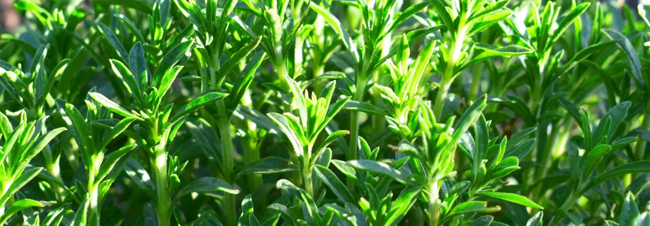 ingredient-image